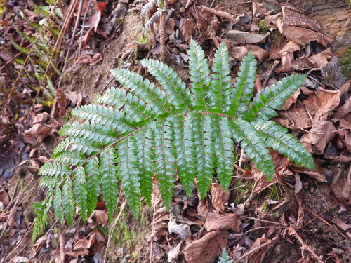 Polystichum polyblepharon iNat (1)