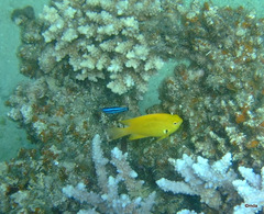 Larabicus quadrilineatus