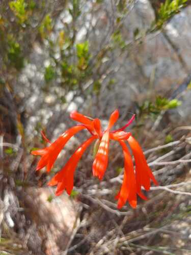 Cyrtanthus collinus