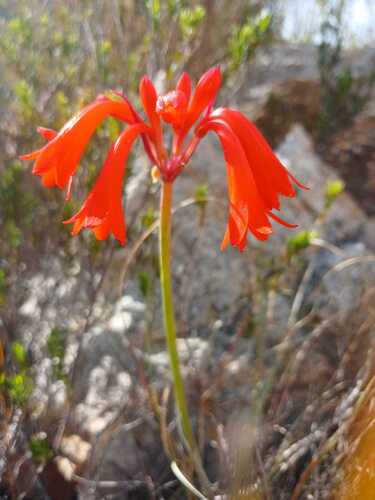 Cyrtanthus collinus