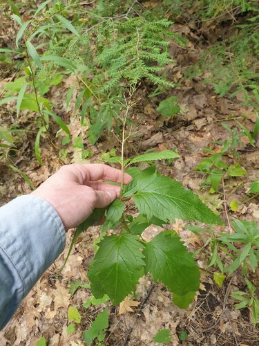 lanceleaf figwort (Scrophularia lanceolata)