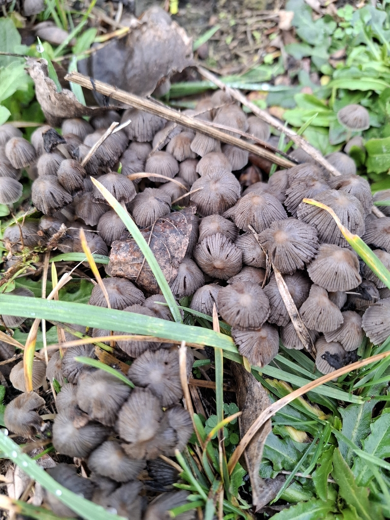 Coprinellus disseminatus · December 2025 · photo: © caracalshan (iNaturalist, cc-by)