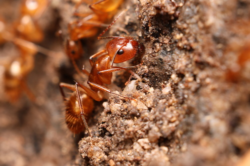 Camponotus balzaniCamponotus balzani