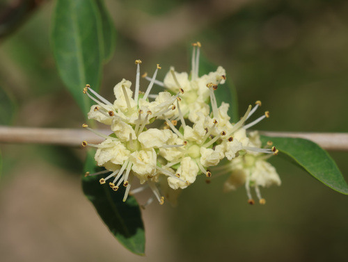 Lawsonia inermis