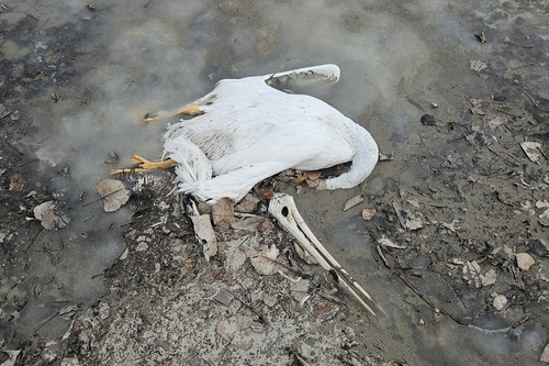 American White Pelican photographed in Michigan