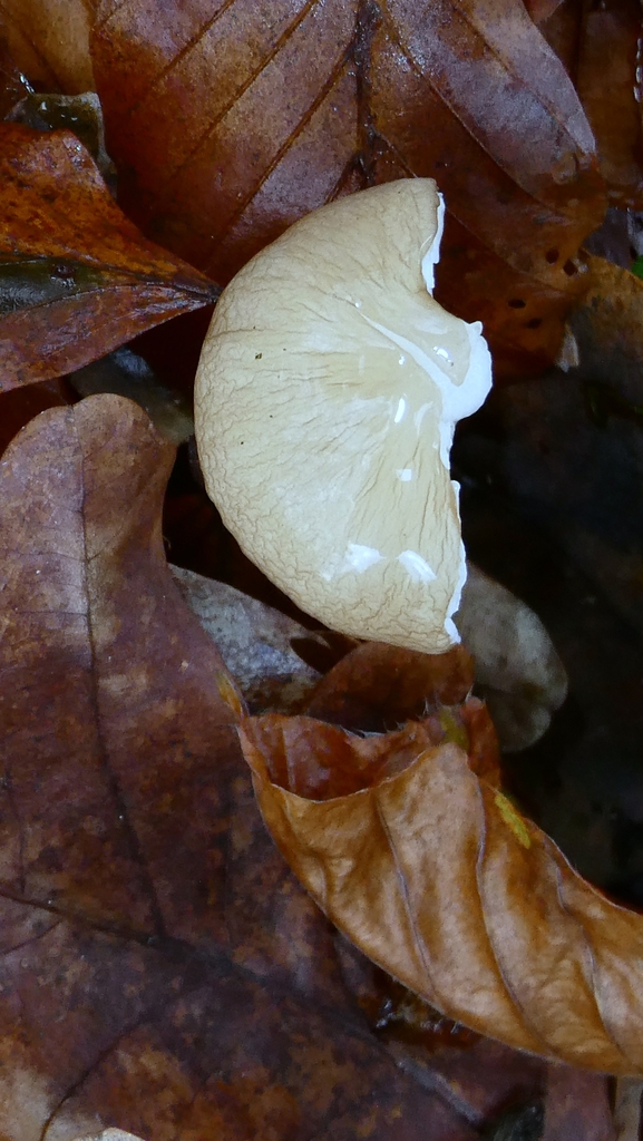 Oudemansiella radicata · December 2025 · photo: © patricklm35 (iNaturalist, cc0)