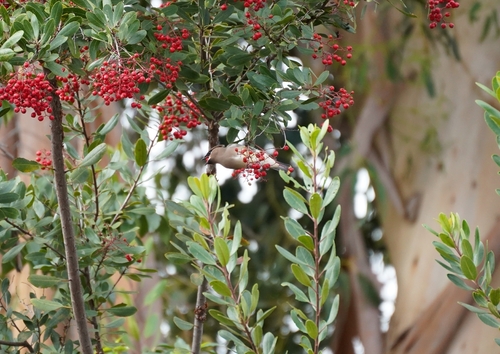 iNaturalist observation photo of Cedar Waxwing
