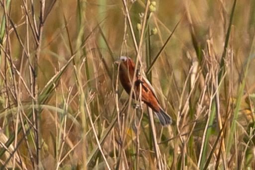 Chestnut Seedeater (Sporophila cinnamomea), photo 3