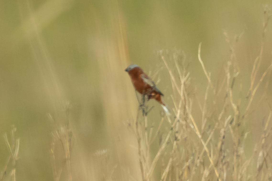 Chestnut Seedeater (Sporophila cinnamomea), photo 2