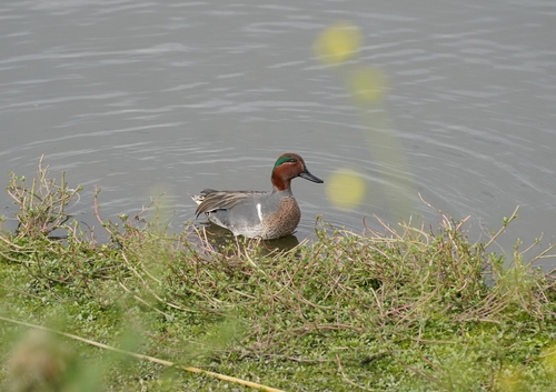 iNaturalist observation photo of Green-winged Teal