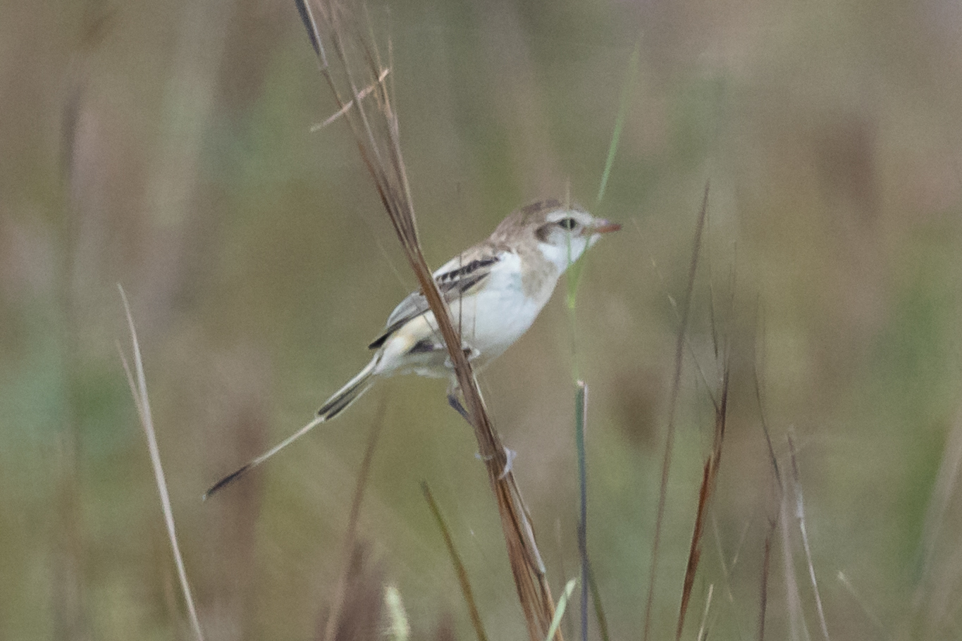 Strange-tailed Tyrant (Alectrurus risora), photo 10