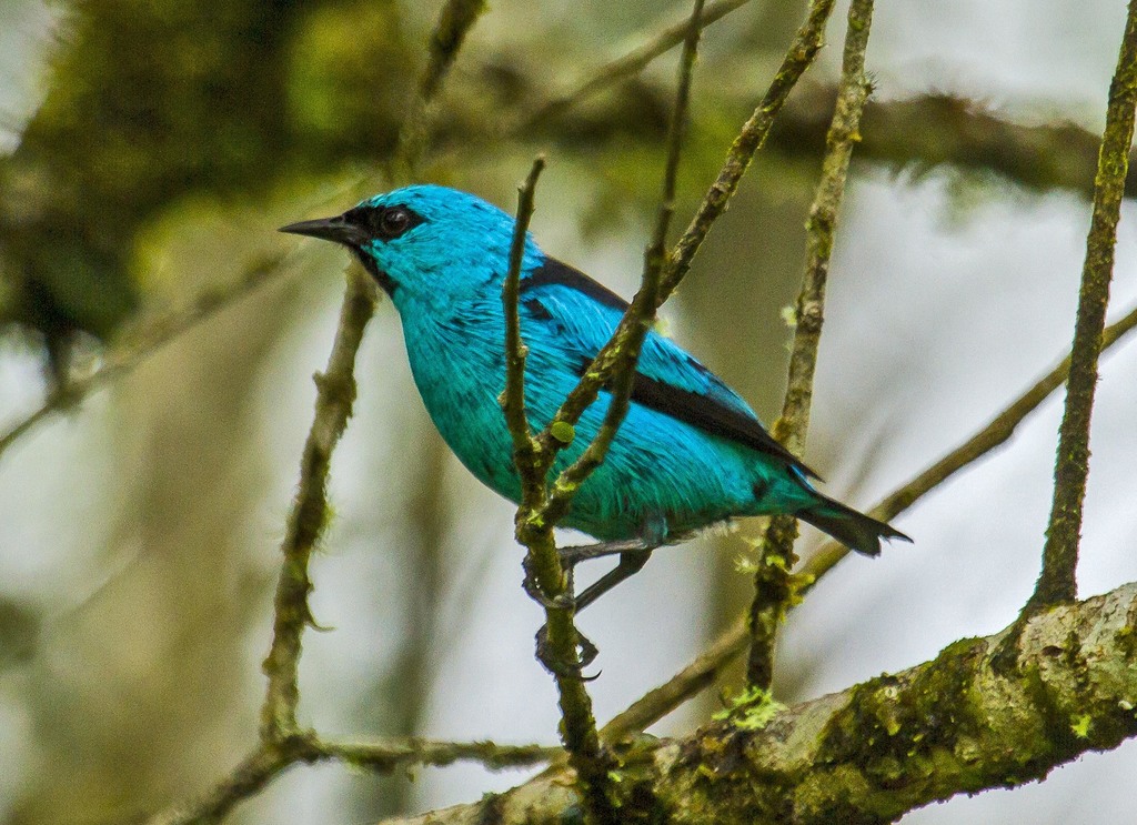 Black-Legged Dacnis
