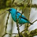 Black-legged Dacnis - Photo (c) Carlos Henrique, some rights reserved (CC BY-NC)