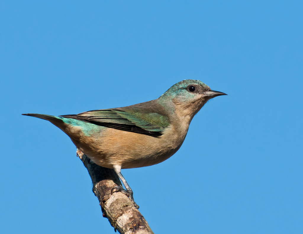 Black-legged Dacnis