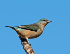 Black-Legged Dacnis photo 2