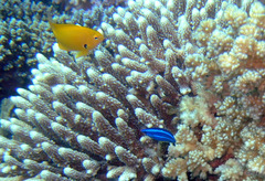 Larabicus quadrilineatus