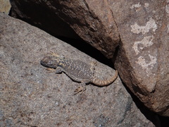 Dauntless Chuckwalla photo 4
