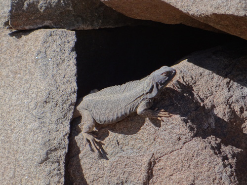 Dauntless Chuckwalla, Phymaturus extrilidus