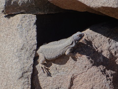 Dauntless Chuckwalla photo 3