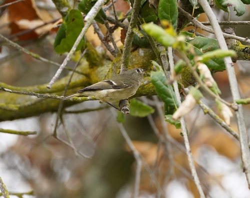 iNaturalist observation photo of Ruby-crowned Kinglet