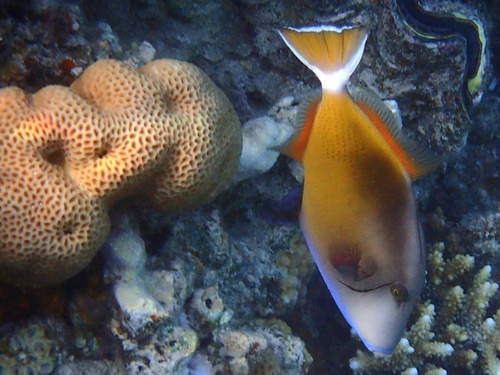Bluethroat triggerfish (Sufflamen albicaudatum) — Balistidae