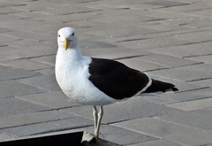 Larus dominicanus