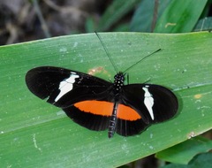 Heliconius clysonymus clysonymus