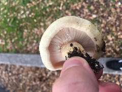 Lactarius alnicola