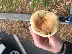 Lactarius alnicola