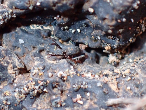 Olpium pallipes