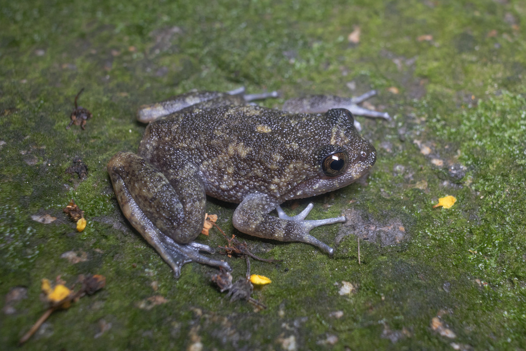 Sao Paulo Button Frog