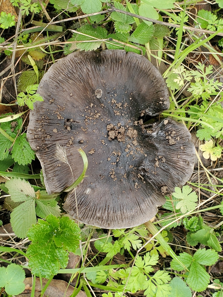 Entoloma medianox · December 2025 · photo: © arlenedevitt (iNaturalist, cc-by)