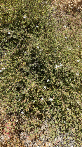 Frankenia pauciflora (Frankenia pauciflora)
