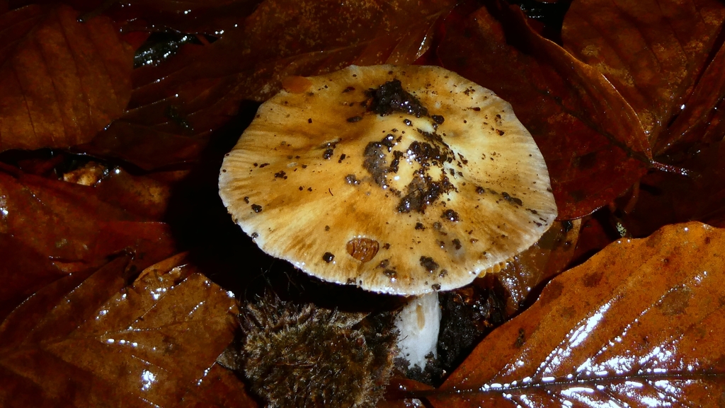Cortinarius livido-ochraceus · December 2025 · photo: © patricklm35 (iNaturalist, cc0)