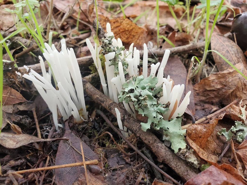 Clavaria fragilis · December 2025 · photo: © arlenedevitt (iNaturalist, cc-by)