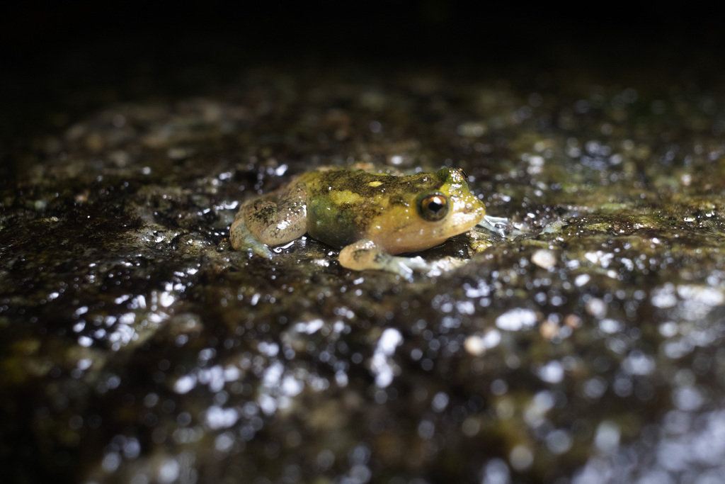 Boraceia Button Frog