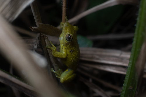 Hay's Snouted Treefrog