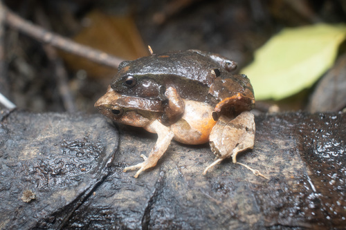 Sorocaba Dwarf Frog, Physalaemus moreirae