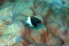 Pycnochromis dimidiatus