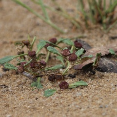 Sphaeromorphaea australis