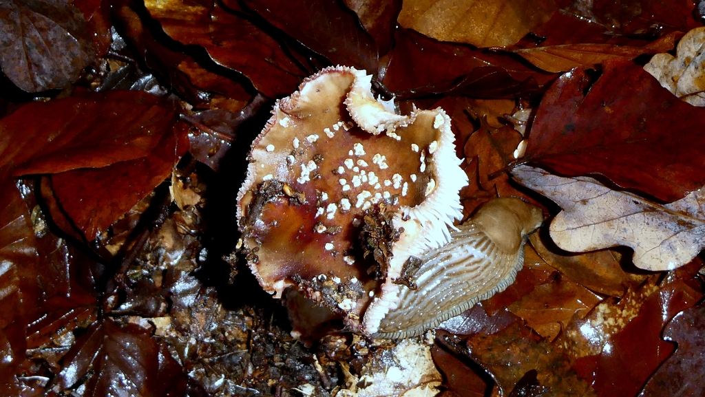Amanita rubescens · December 2025 · photo: © patricklm35 (iNaturalist, cc0)