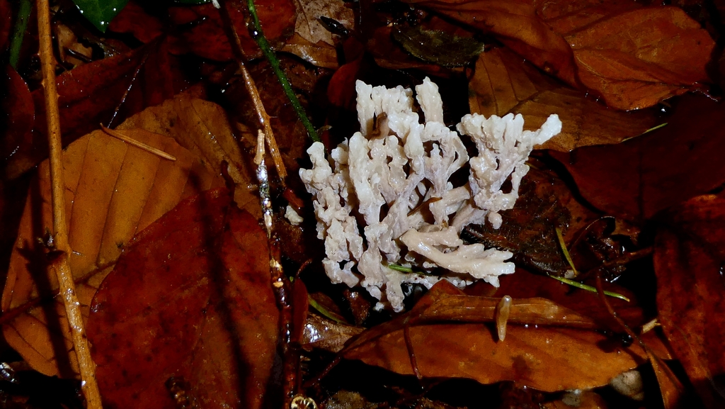 Clavulina cinerea · December 2025 · photo: © patricklm35 (iNaturalist, cc0)