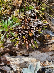 Notogrammitis crassior