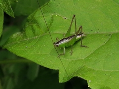 Conocephalus melaenus