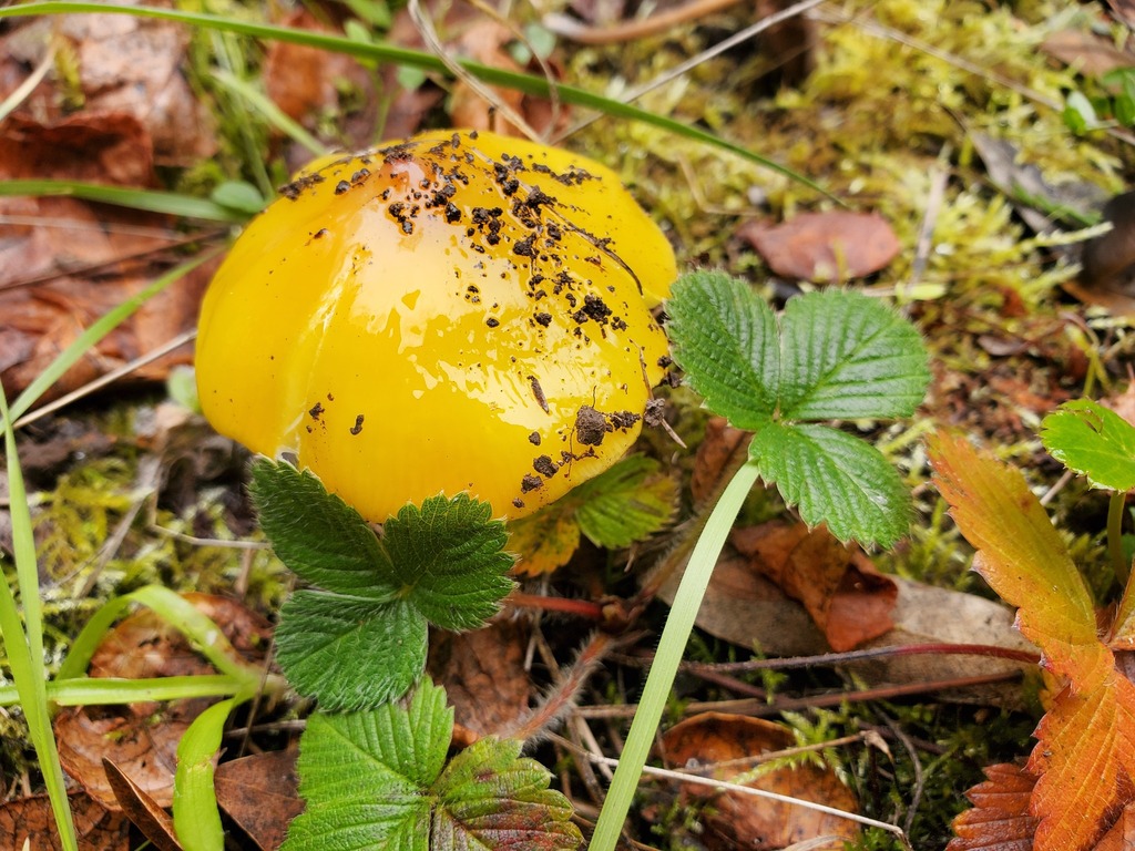 Hygrocybe acutoconica · December 2025 · photo: © arlenedevitt (iNaturalist, cc-by)