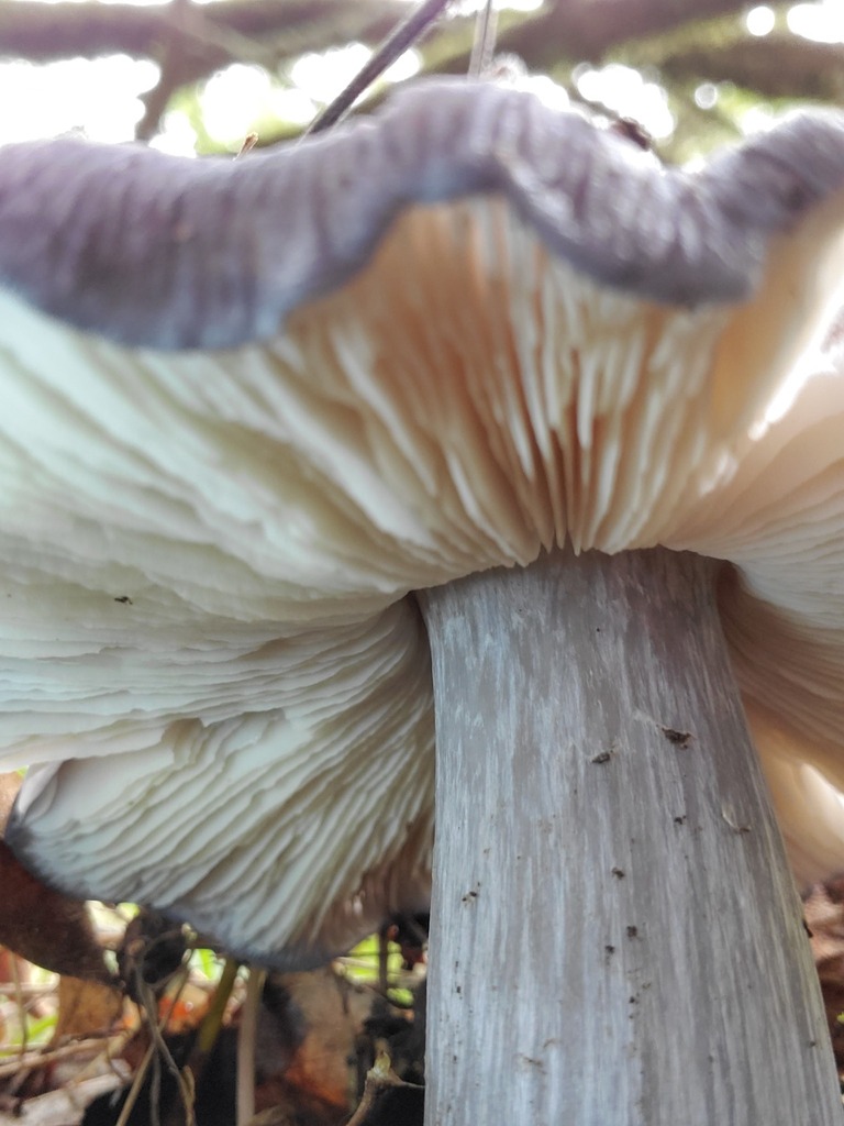 Entoloma medianox · December 2025 · photo: © arlenedevitt (iNaturalist, cc-by)