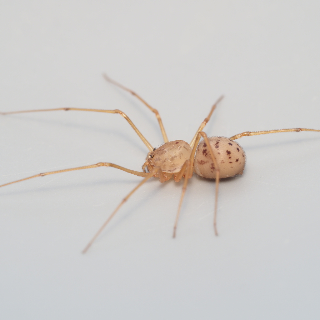 Spitting spider