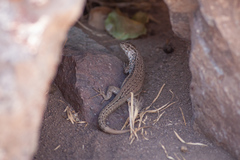 Liolaemus nigroviridis