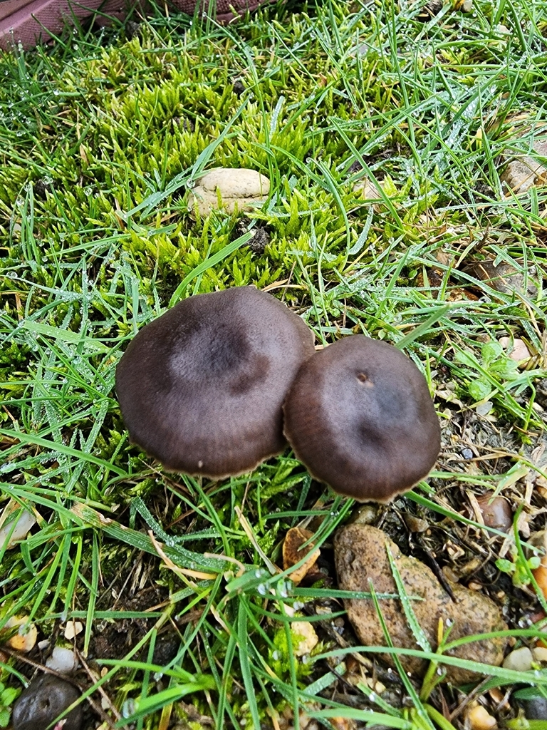 Entoloma sericeum