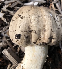 Agaricus buckmacadooi